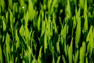 wheat grass